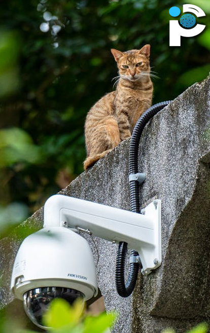 A cat sitting on concrete above a HIKVision CCTV camera